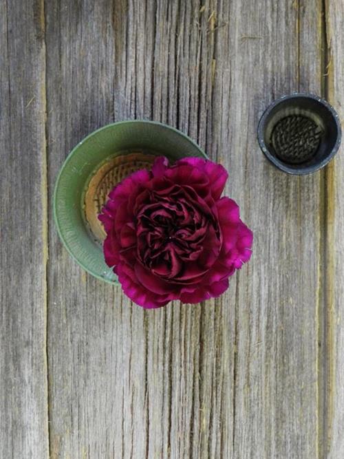 Carole  Purple Carnations